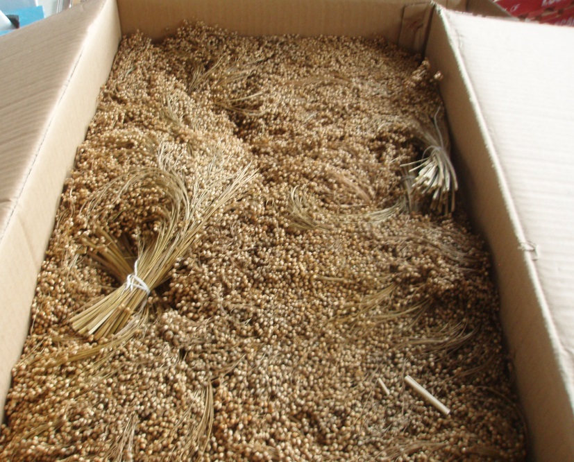 AVIONE 10KG BOXED WHITE MILLET AVIONE 10KG BOXED WHITE MILLET