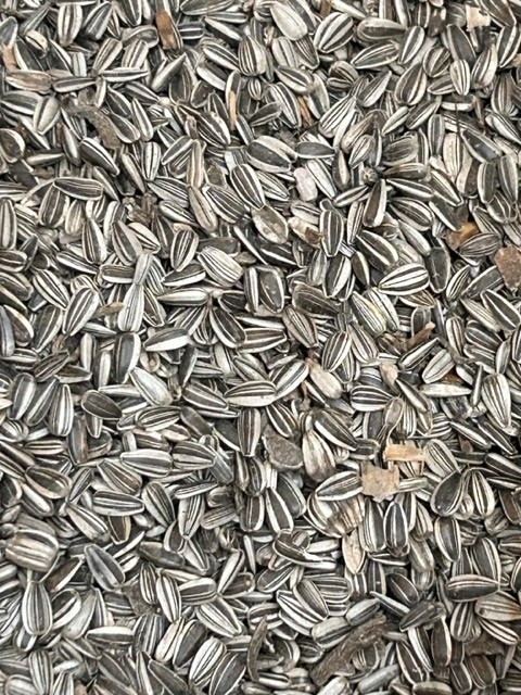 500g Grey stripe Sunflower Seed